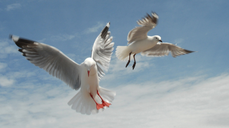 Fully discover the wildlife capital of New Zealand, brimming with natural heritage and fascinating history on an insightful full day tour with our expert guides...